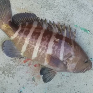 ハタの仕掛け 釣り方 南伊豆手石港 愛丸
